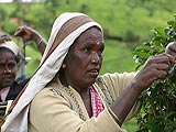 Srí Lanka - je libo šálek čaje?