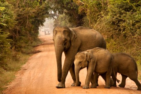 Srí Lanka, Národní park Yala