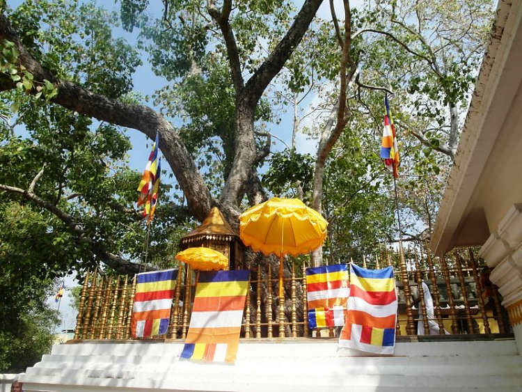 Anuradhapura - posvátný strom Srí Maha Bodhi