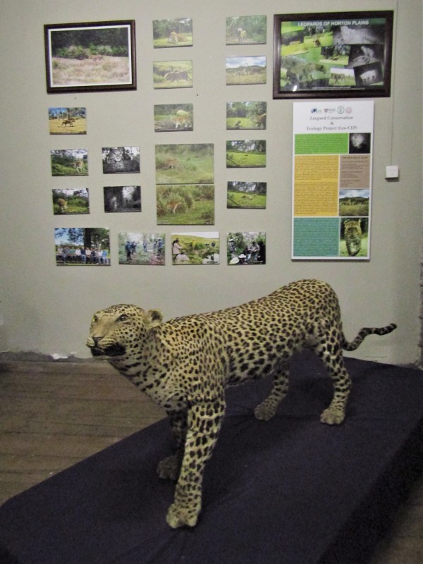 Exemplář leoparda
