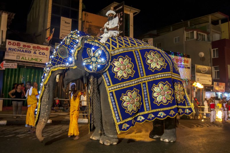 Slavnosti Esala Perahera se zúčastní kolem šedesáti bohatě vystrojených slonů